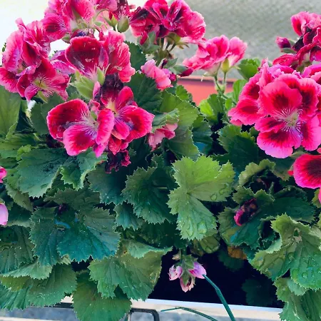 Apartamento Alfacinha Ajuda *