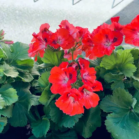 Alfacinha Ajuda Апартаменты *